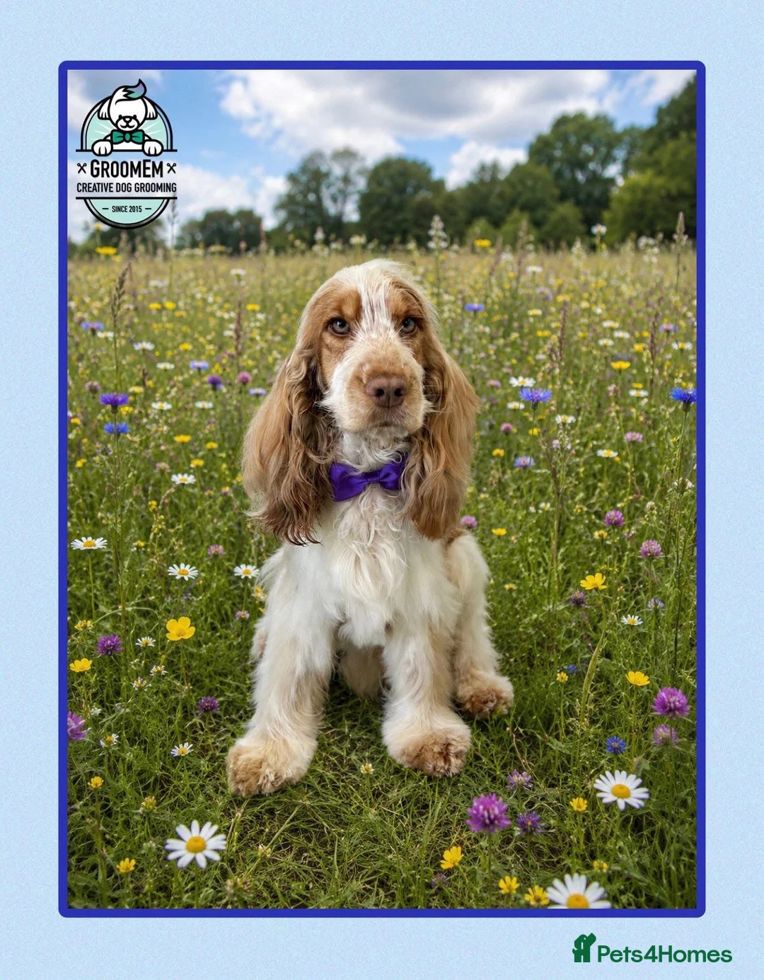 Cocker Spaniel dogs for sale: KC Reg Show Cocker Spaniel Girl READY NOW - Advert 10