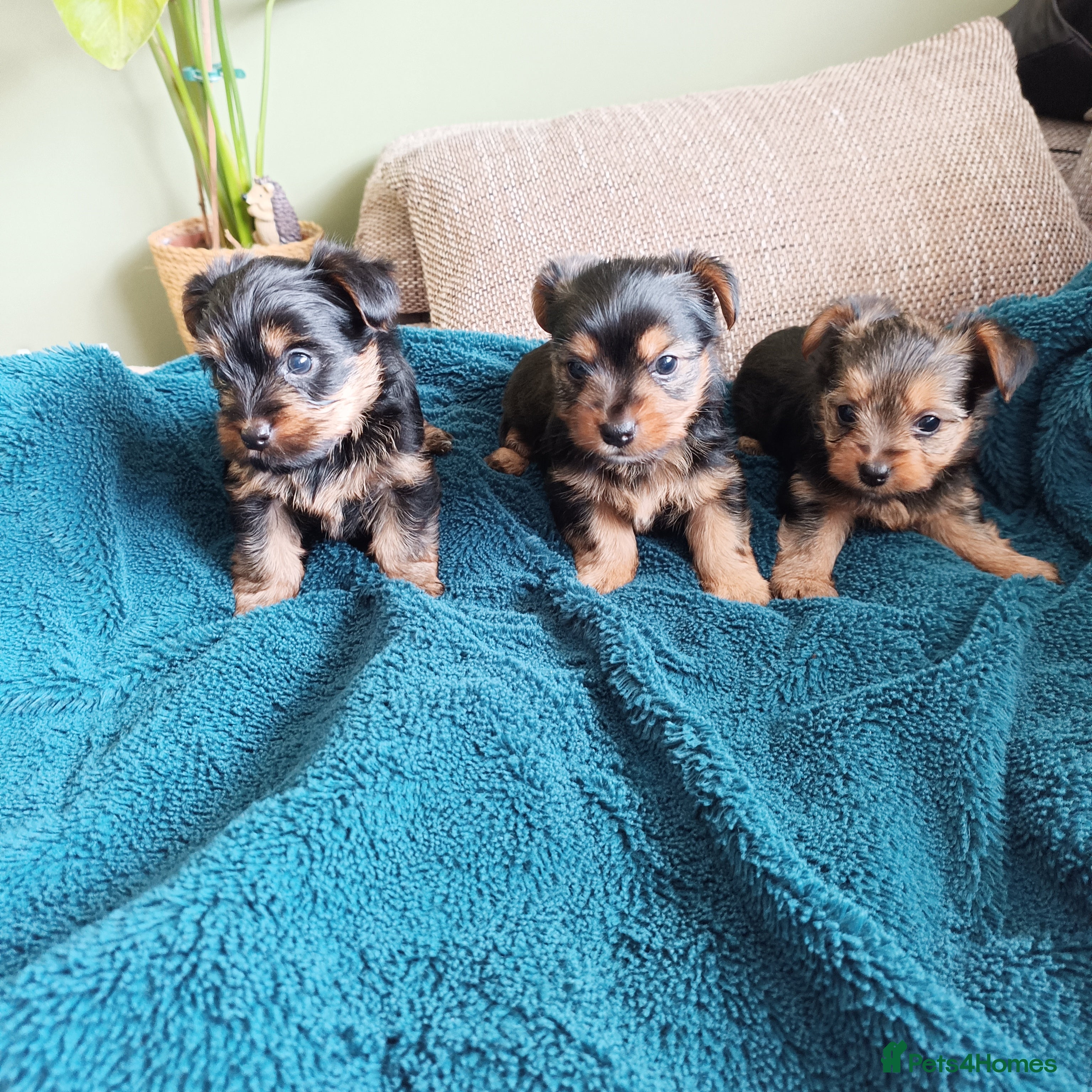 Yorkshire Terrier dogs Yorkshire terrier puppies  in Mansfield - Advert 1