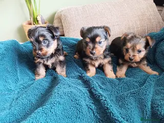 Yorkshire Terrier dogs Yorkshire terrier puppies in Mansfield - Advert 1