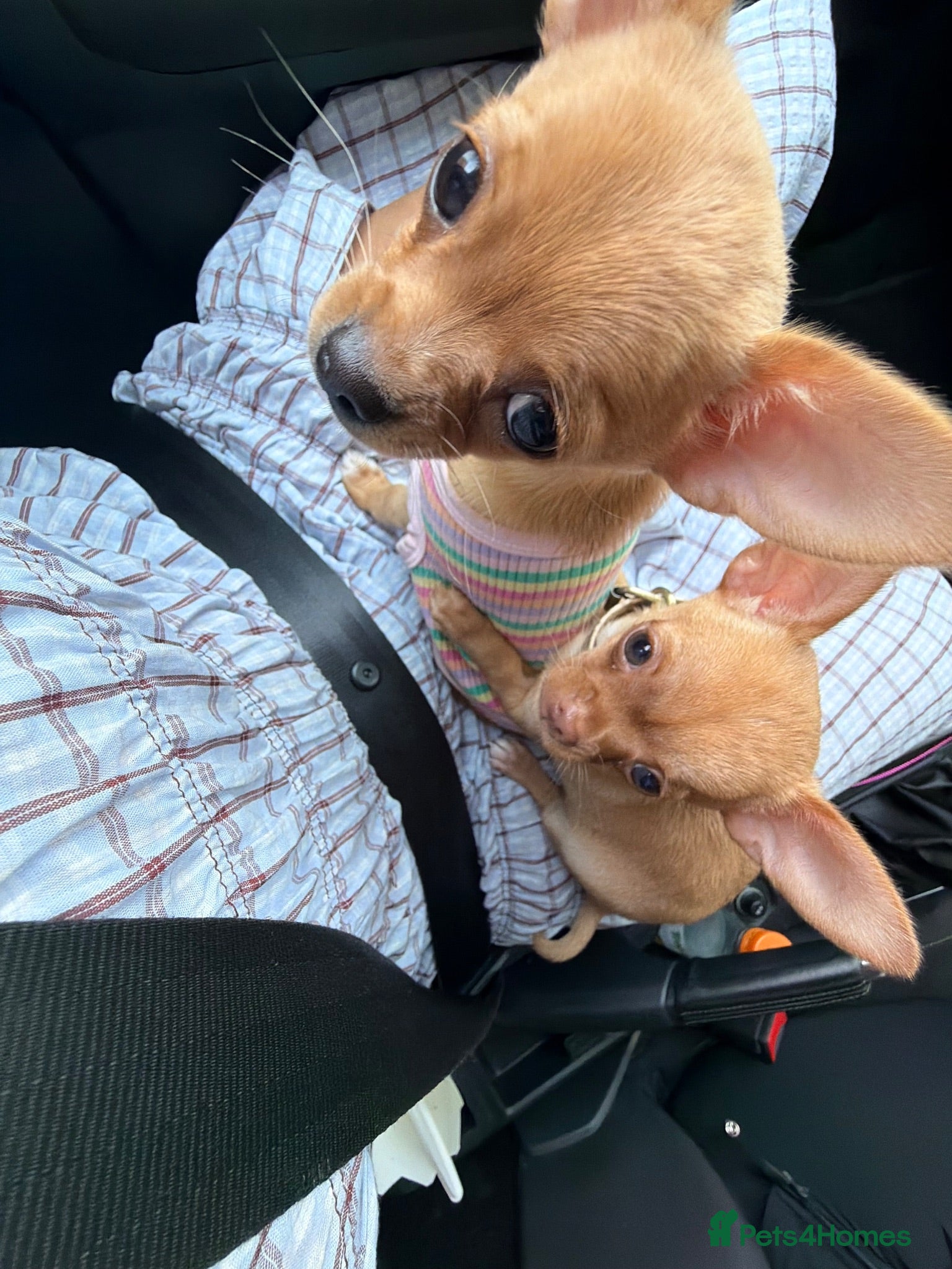 Chihuahua dogs 12 week old Chihuaha pups  - Advert 12