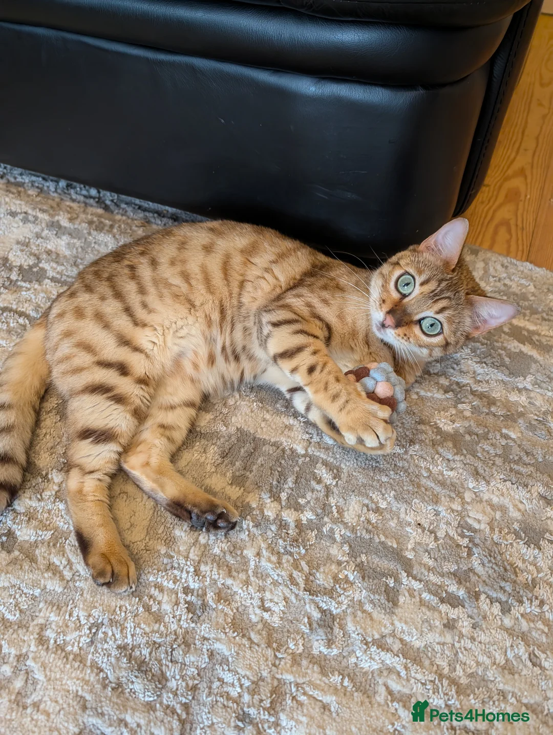 Bengal cats for sale: Bengal Female - Advert 3