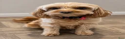 Cavapoo dogs for sale: Cavapoo - Advert 9