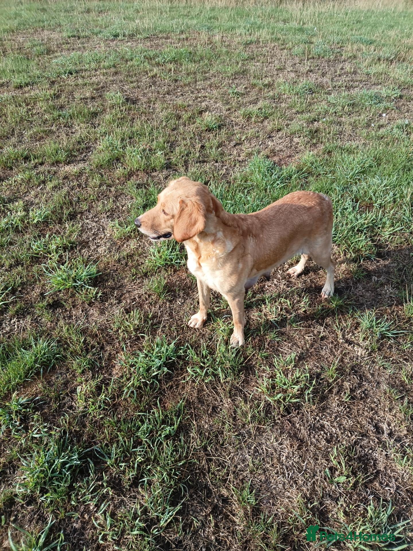 Mixed Breed dogs SPRINGADOODLE PUPPIES - Advert 2
