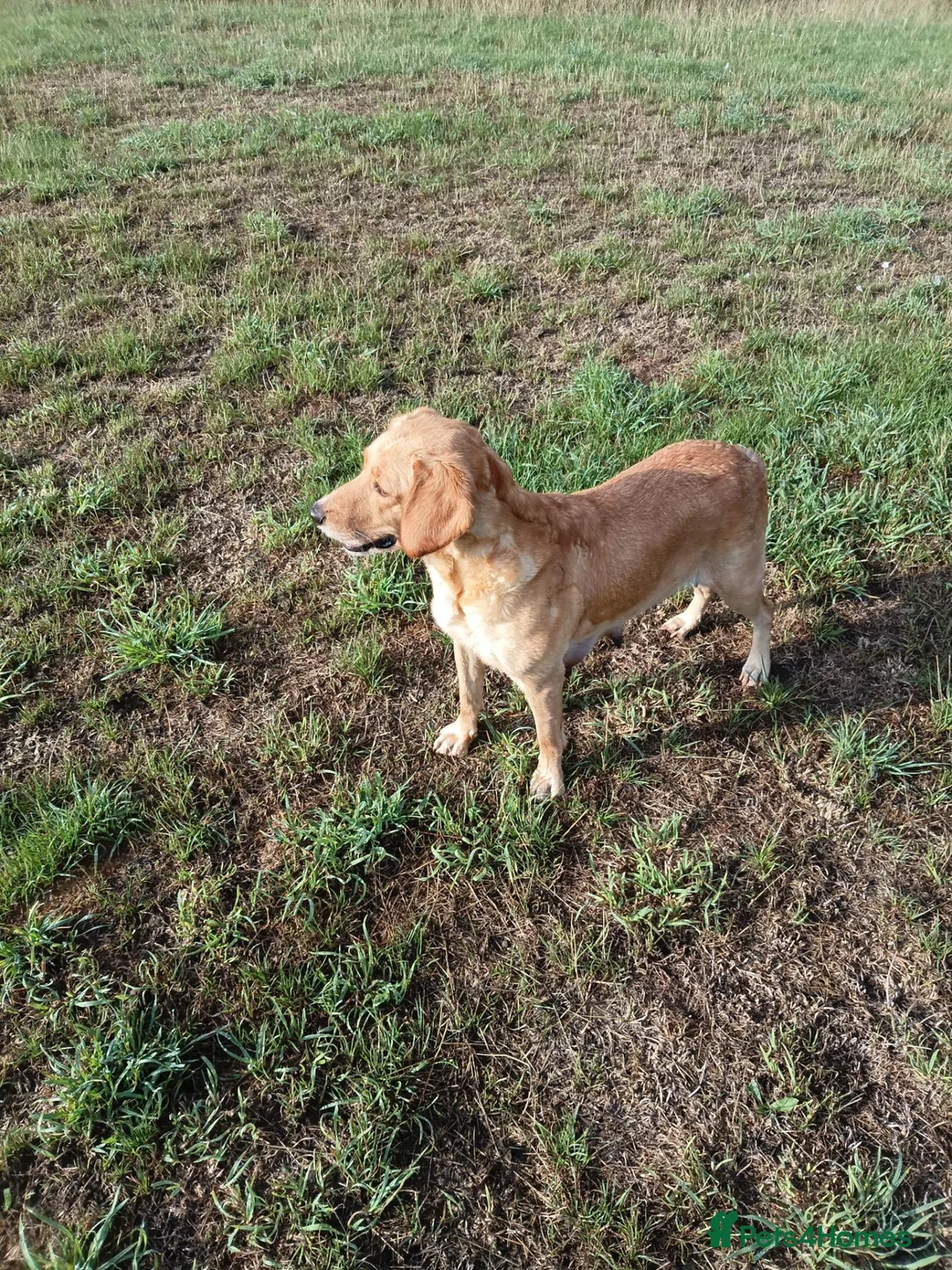 Mixed Breed dogs for sale: SPRINGADOODLE PUPPIES in King's Lynn - Advert 2