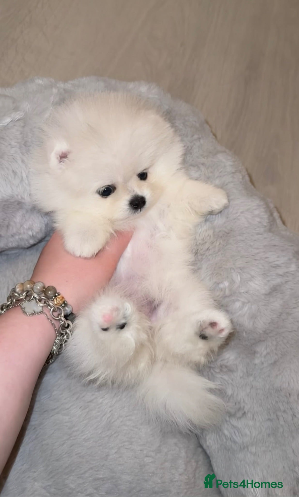 Pomeranian dogs 🏆Champion Teddies🧸 KC registered ✔️ - Advert 1