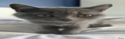 British Shorthair cats for sale: CUTE PEDIGREE BSH SHORTHAIR  - Advert 8