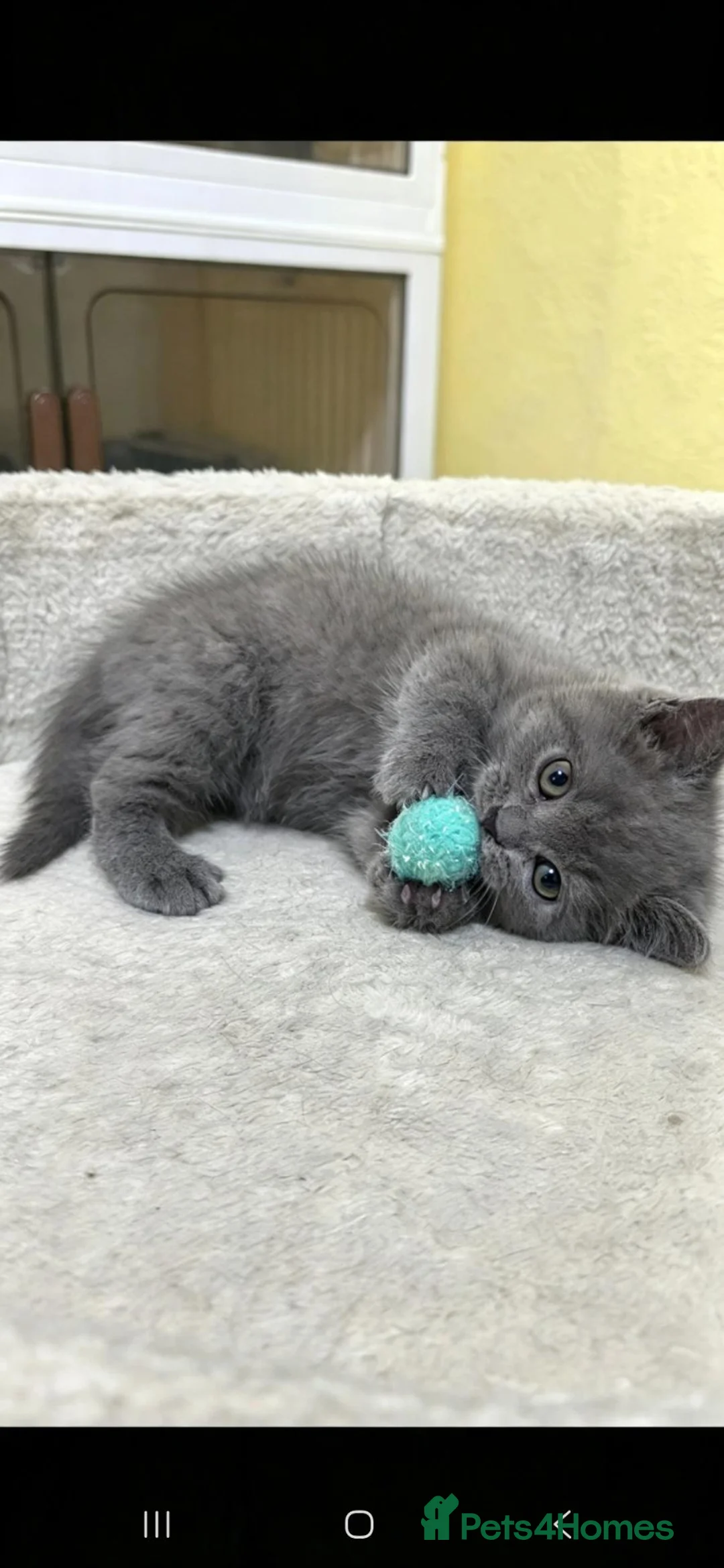 British Shorthair cats for sale: British shorthair kitten 💙💙💙 - Advert 2
