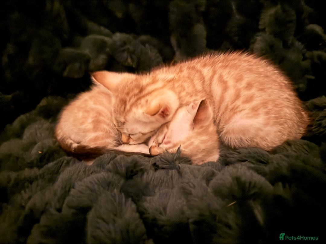 Bengal cats for sale: 2 gorgeous Bengal kittens for sale  - Advert 6