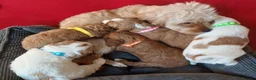 Cavapoo dogs for sale: Beautiful Cavapoo Puppies Available in Coventry - Advert 1