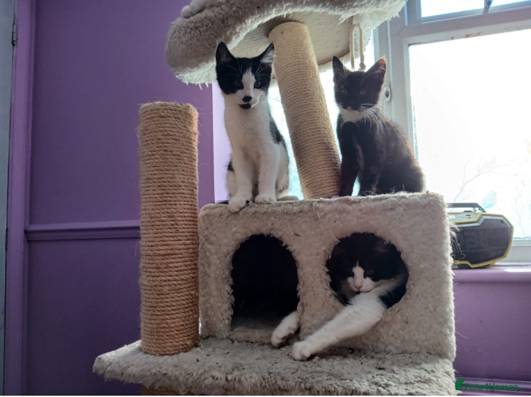 Maine Coon cats for sale:  Vet check. Full Vaccinated. Microchiped kittens in Sudbury - Image 1