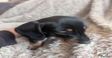 Miniature Dachshund dogs - Advert 1