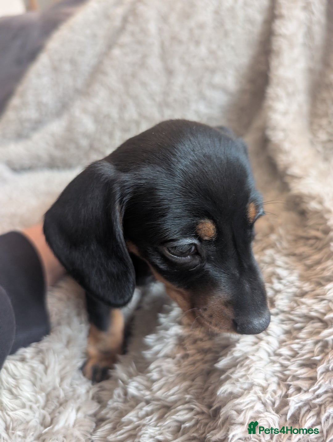 Miniature Dachshund dogs for sale: Stunning Miniature Daschounds Puppies  - Image 2
