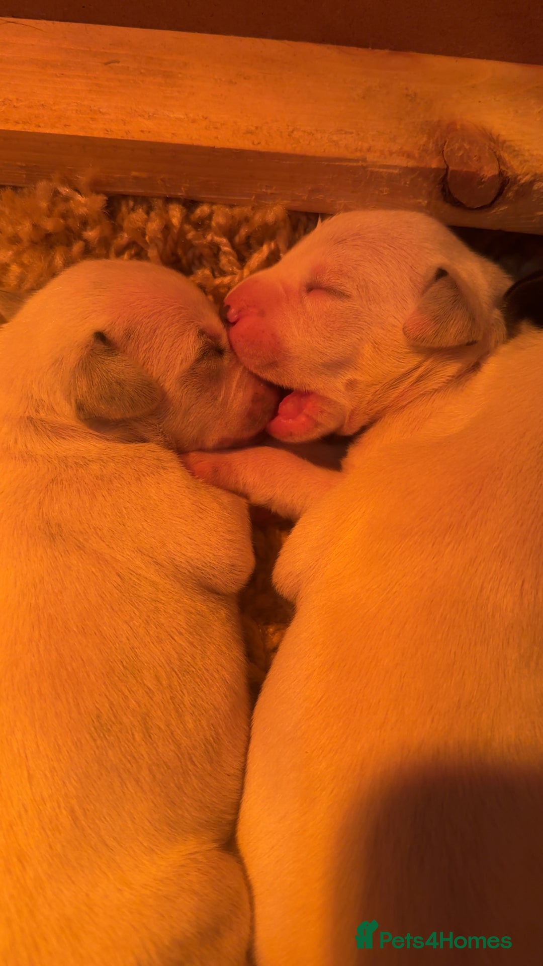 Dalmatian dogs for sale: Dalmatian puppies  - Image 3