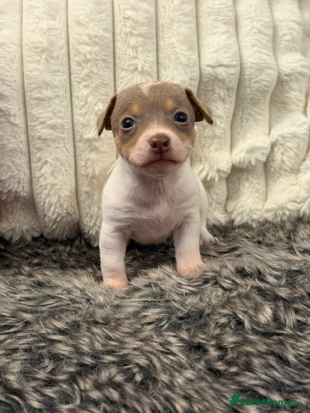 Jack Russell dogs for sale: DONJACKS - fully health tested miniature puppies  - Advert 18