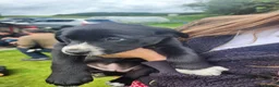 Borador dogs for sale: Gorgeous Labrador cross Border Collie Pups  - Advert 5