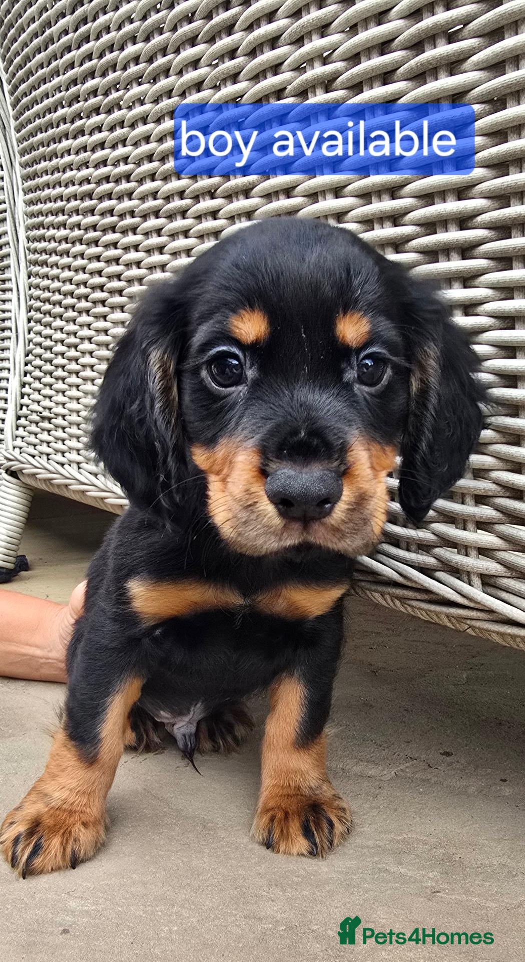 Cocker Spaniel dogs Working cocker spaniel puppy  - Advert 1