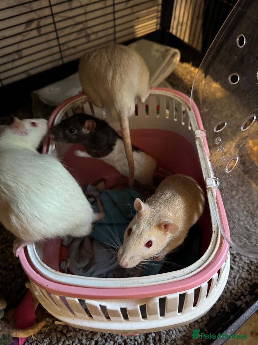 Rat rodents for sale: Beautiful rats and cage for sale  - Image 2