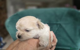 Maltipoo dogs for sale: 🐾 🐾3 Beautiful Maltipoo Girls Available! 🐾 - Image 13