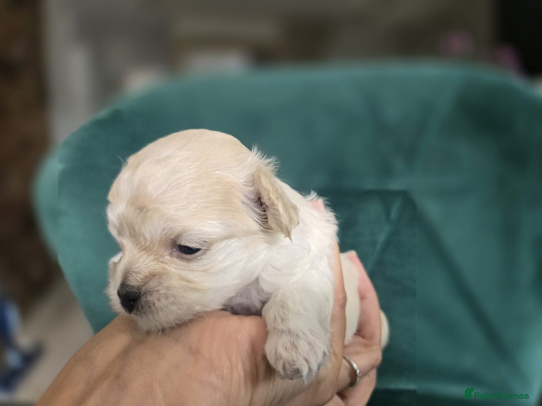 Maltipoo dogs for sale: 🐾 🐾3 Beautiful Maltipoo Girls Available! 🐾 - Image 13