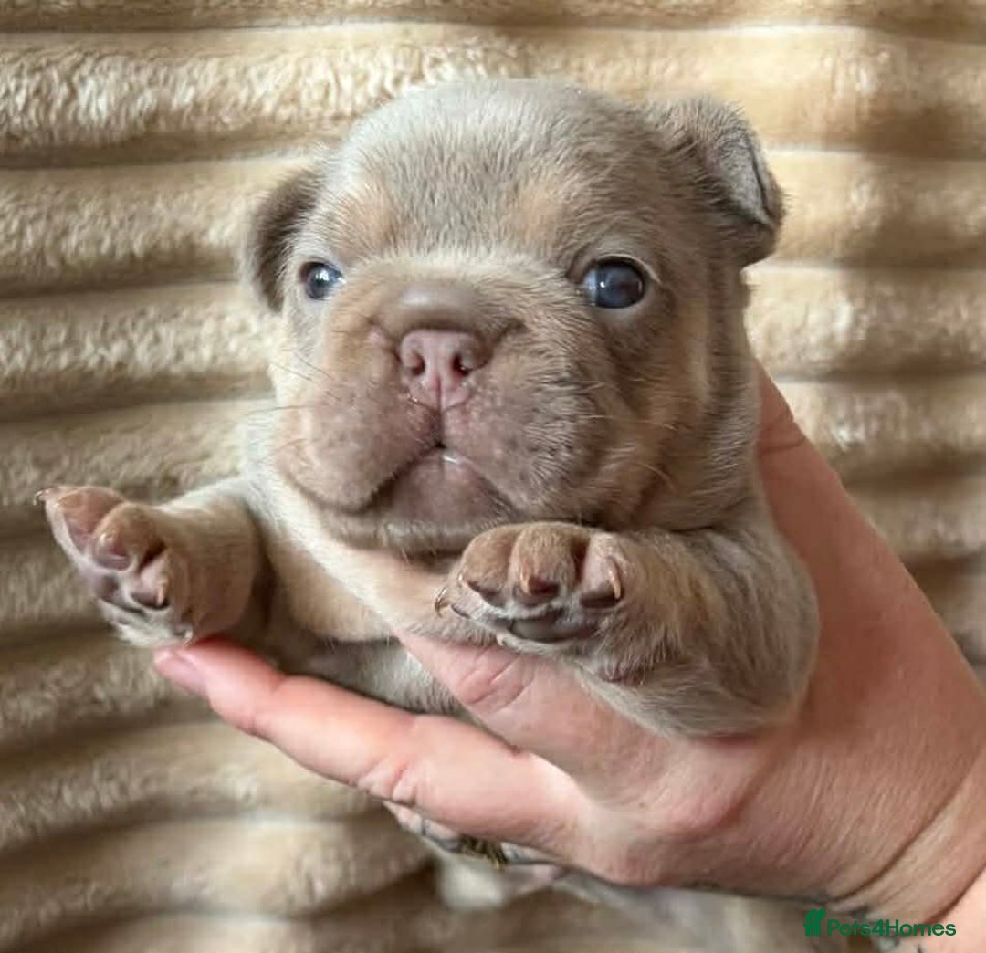 French Bulldog dogs for sale: 5 AMAZING QUAILITY FRENCE BULLDOG PUPS  - Advert 4