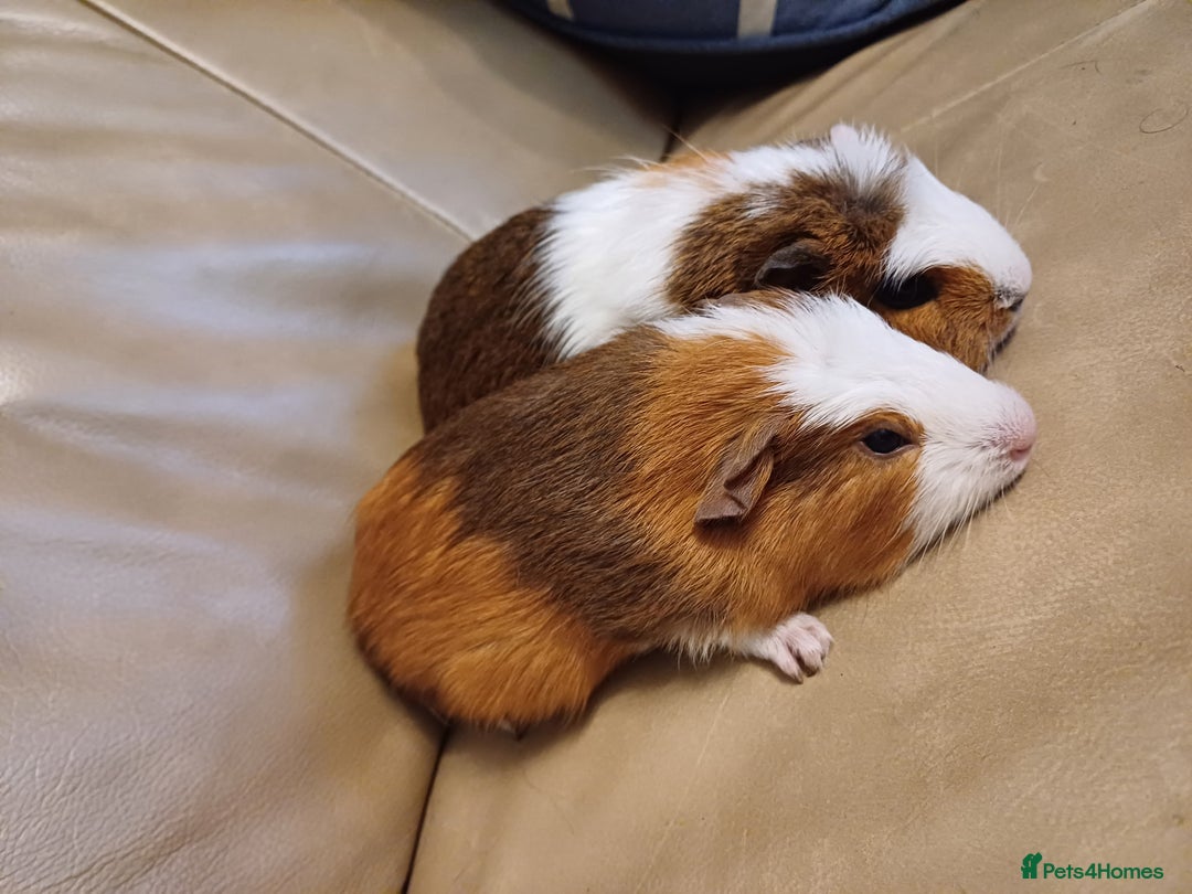 Guinea Pig rodents for sale: 2 Adorable Female Baby Guinea Pigs - Image 2