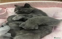 British Shorthair cats for sale: British short hair boy - Image 7