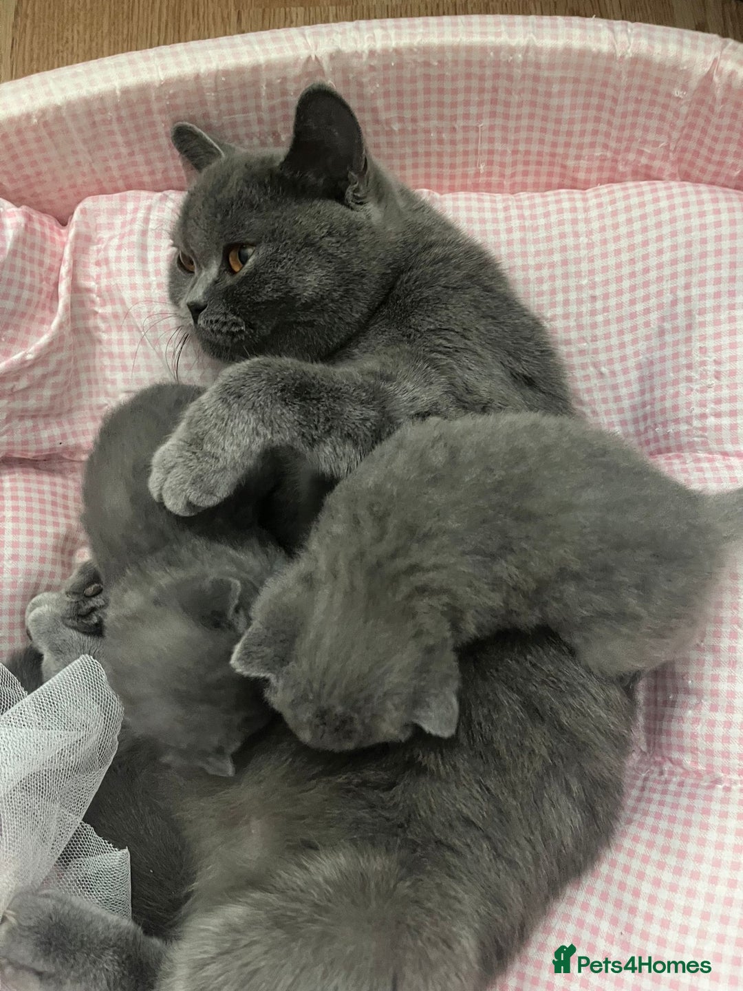 British Shorthair cats for sale: British short hair boy - Image 7