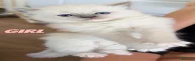 Ragdoll 1