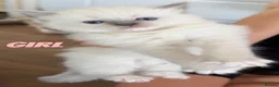 Ragdoll cats for sale: 4 beautiful ragdoll kittens  - Advert 18
