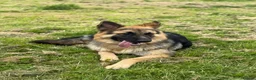 German Shepherd dogs for stud: German Shepherd Stud - Advert 6