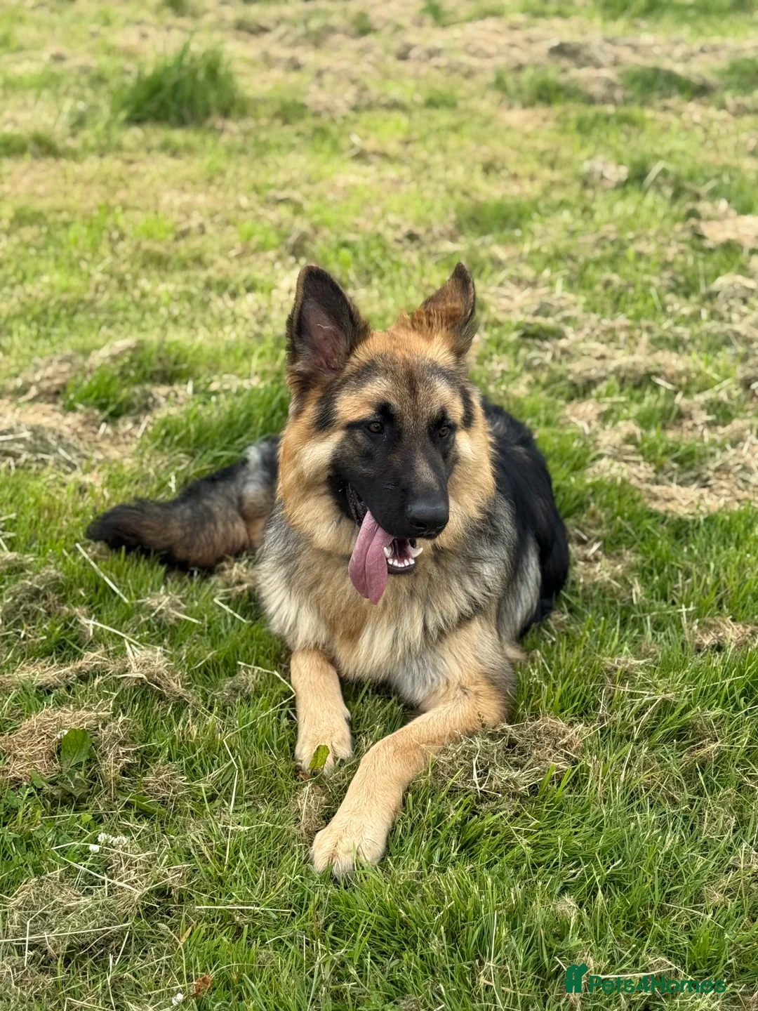 German Shepherd dogs for stud: German Shepherd Stud - Advert 6