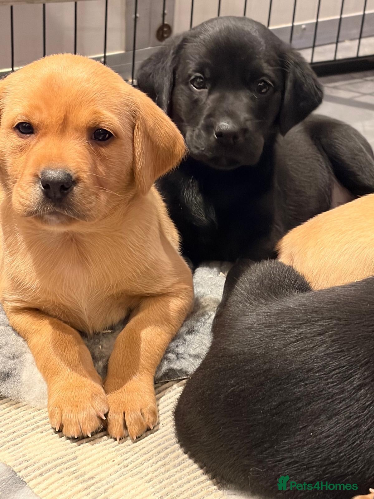 Labrador Retriever dogs KC REG Yellow/fox red and Black Labrador puppies  - Advert 1