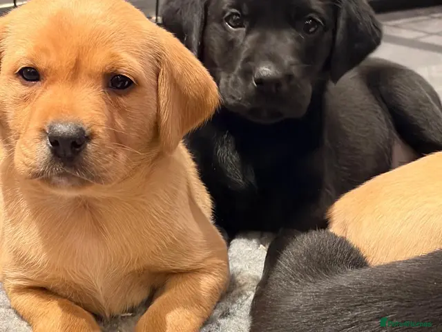 Labrador Retriever dogs for sale: KC REG Yellow/fox red and Black Labrador puppies - Advert 9