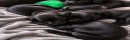 Labrador Retriever dogs for sale: Beautiful KC Black Labrador Puppies  - Advert 12