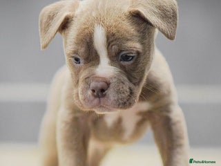 Olde English Bulldogge dogs 5⭐️COUNCIL APPROVED,LICENSED, 23 YEARS EXPERIENCE. - Advert 4