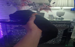 Staffordshire Bull Terrier dogs for sale: Staffordshire bull terriers puppy's  - Advert 14