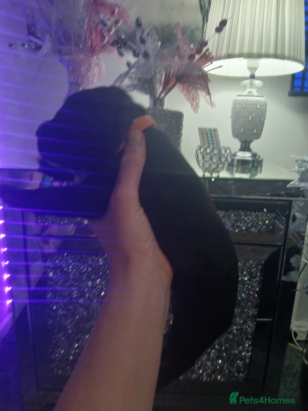 Staffordshire Bull Terrier dogs for sale: Staffordshire bull terriers puppy's  - Advert 14