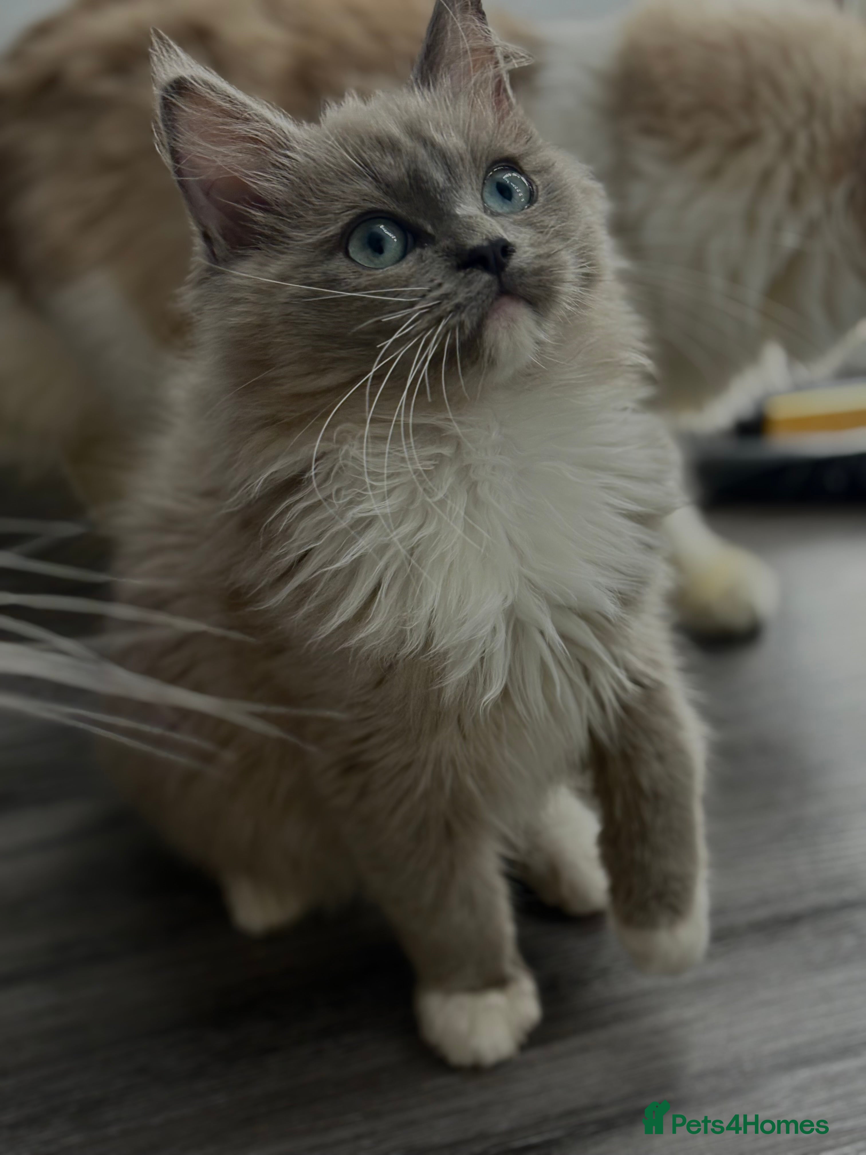 Ragdoll cats Active Blue Sepia boy  - Advert 2