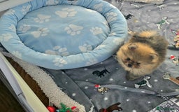 Pomeranian dogs for sale: Mini & Micro 4 boys💙&1 girl 💖 30+🏆 in lines - Image 3