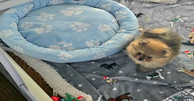 Pomeranian dogs - Advert 10