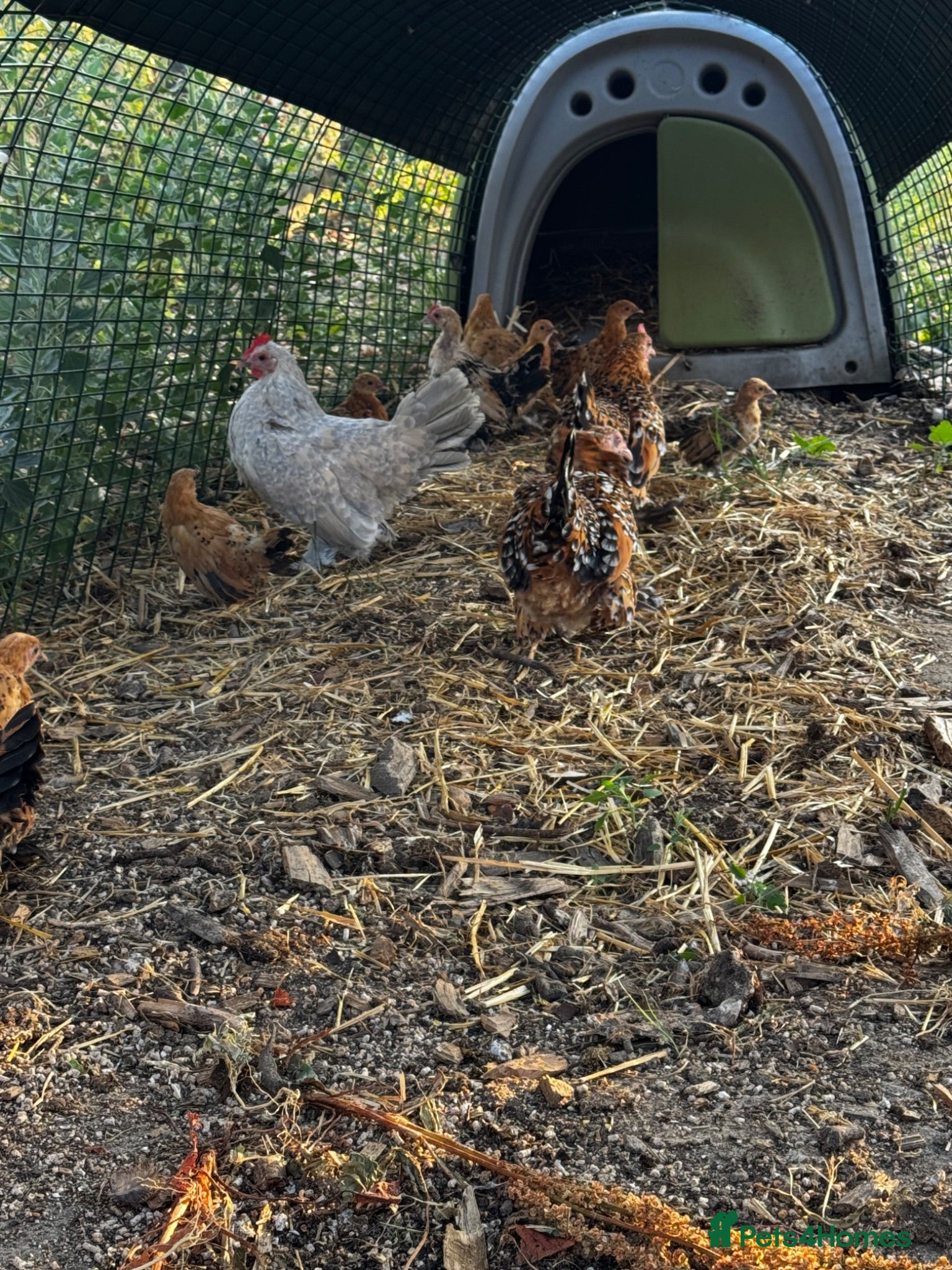 Chickens poultry  Sablepoot 8 week old hens - Advert 2