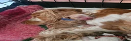 Cocker Spaniel dogs for sale: 🧡🐾🧡Beautiful Cocker Spaniel Puppies coming soon - Advert 10