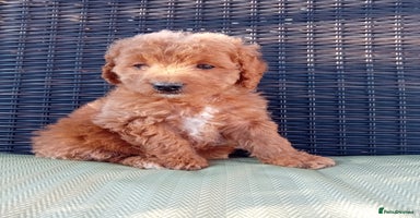 Cavapoo dogs - Advert 10