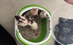 Rat rodents for sale: 4 rats for rehoming  - Image 1