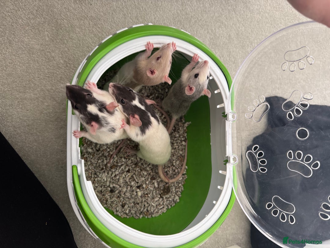 Rat rodents for sale: 4 rats for rehoming  - Image 1