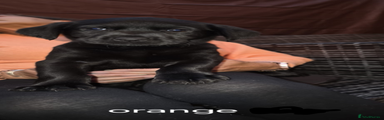 Labrador Retriever 9