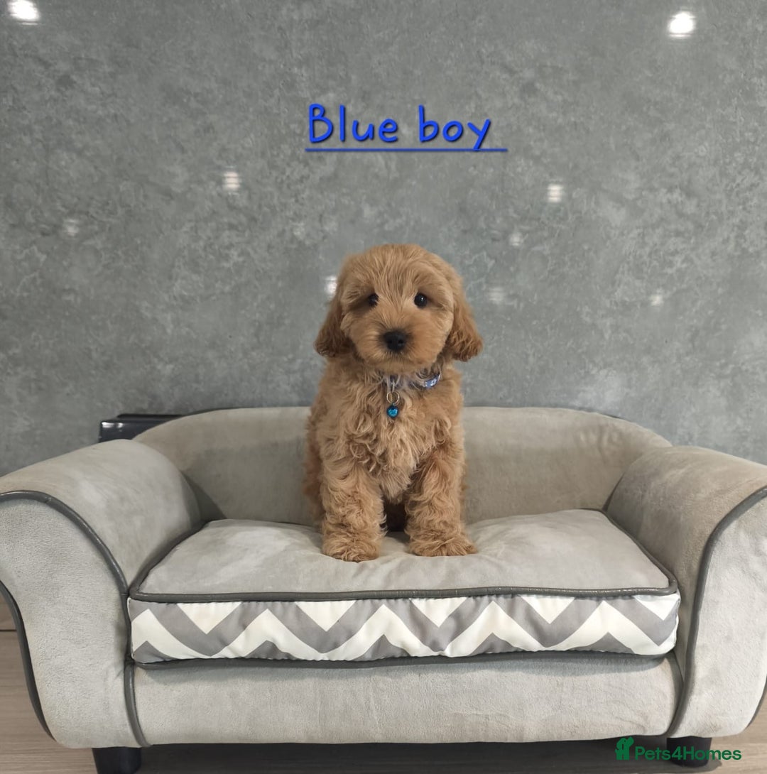 Cavachon dogs for sale: Beautiful Cavapoochon boy and girl  - Advert 4