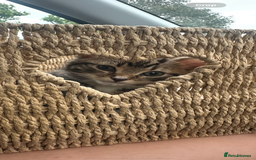 Domestic Shorthair cats for sale: 5 beautiful kittens in Wigan - Image 1