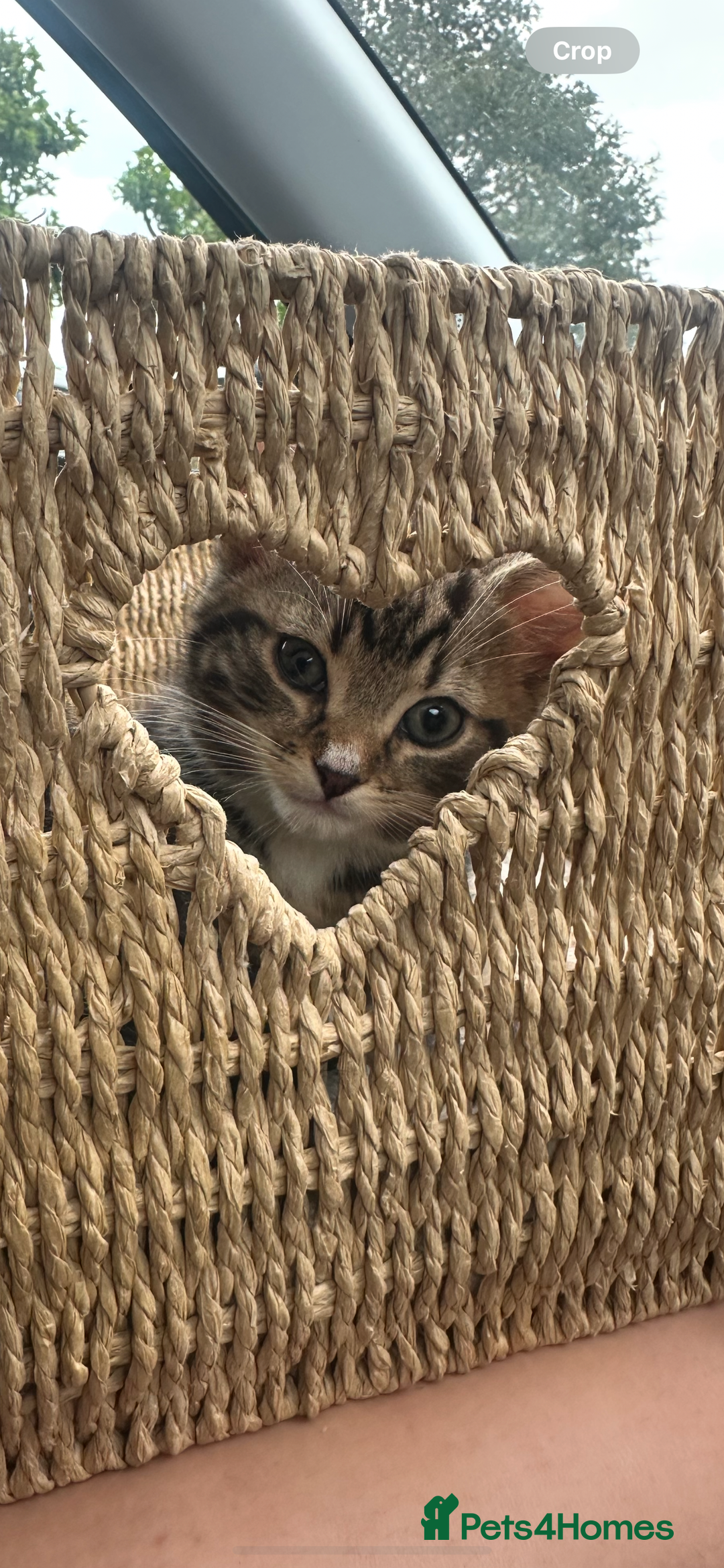 Domestic Shorthair cats for sale: 5 beautiful kittens in Wigan - Image 1