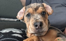 Mixed Breed dogs for sale: Beautifull Dachshund cross English bull dog  - Image 3